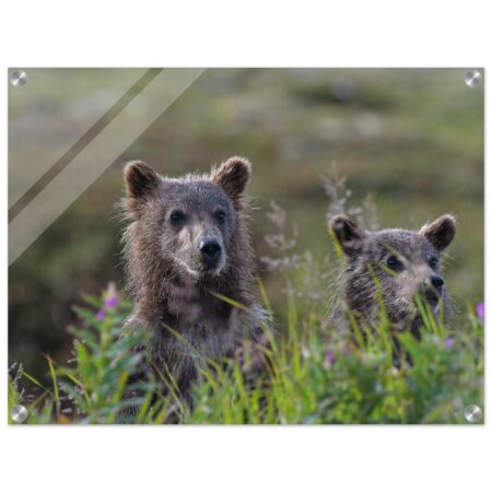 acryl grizzly cubs