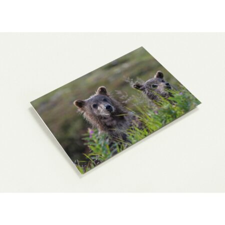 two young grizzlys