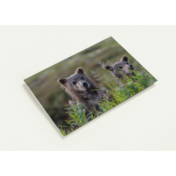two young grizzlys