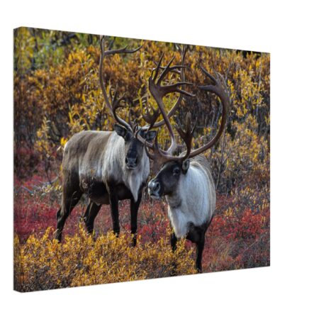 Canvas caribou