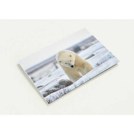 polar bear _ 2